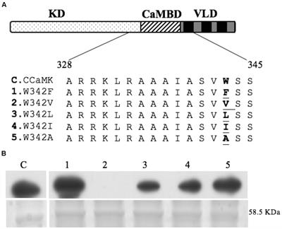 W342F Mutation in CCaMK Enhances Its Affinity to Calmodulin But Compromises Its Role in Supporting Root Nodule Symbiosis in Medicago truncatula